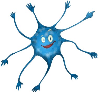 ¿Sabías que ... también hay neuronas fuera del cerebro?
